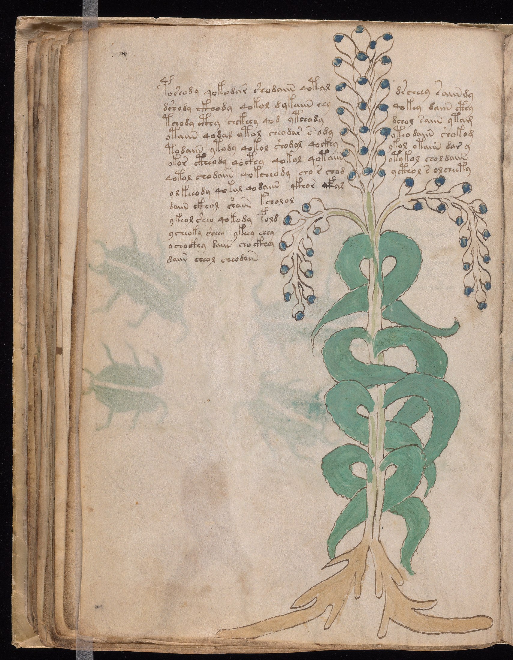 Yale manuscript view f051v