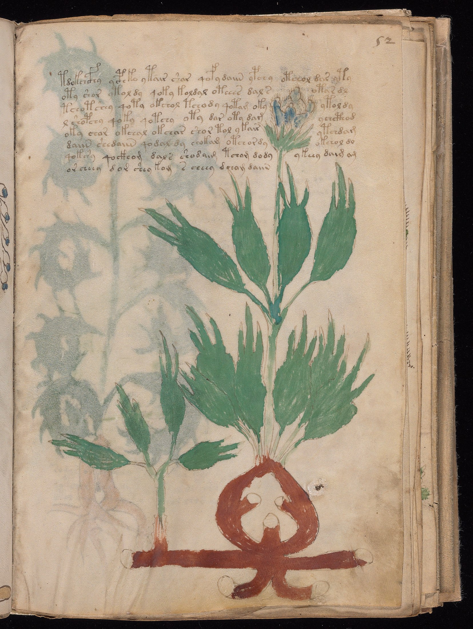 Yale manuscript view f052r