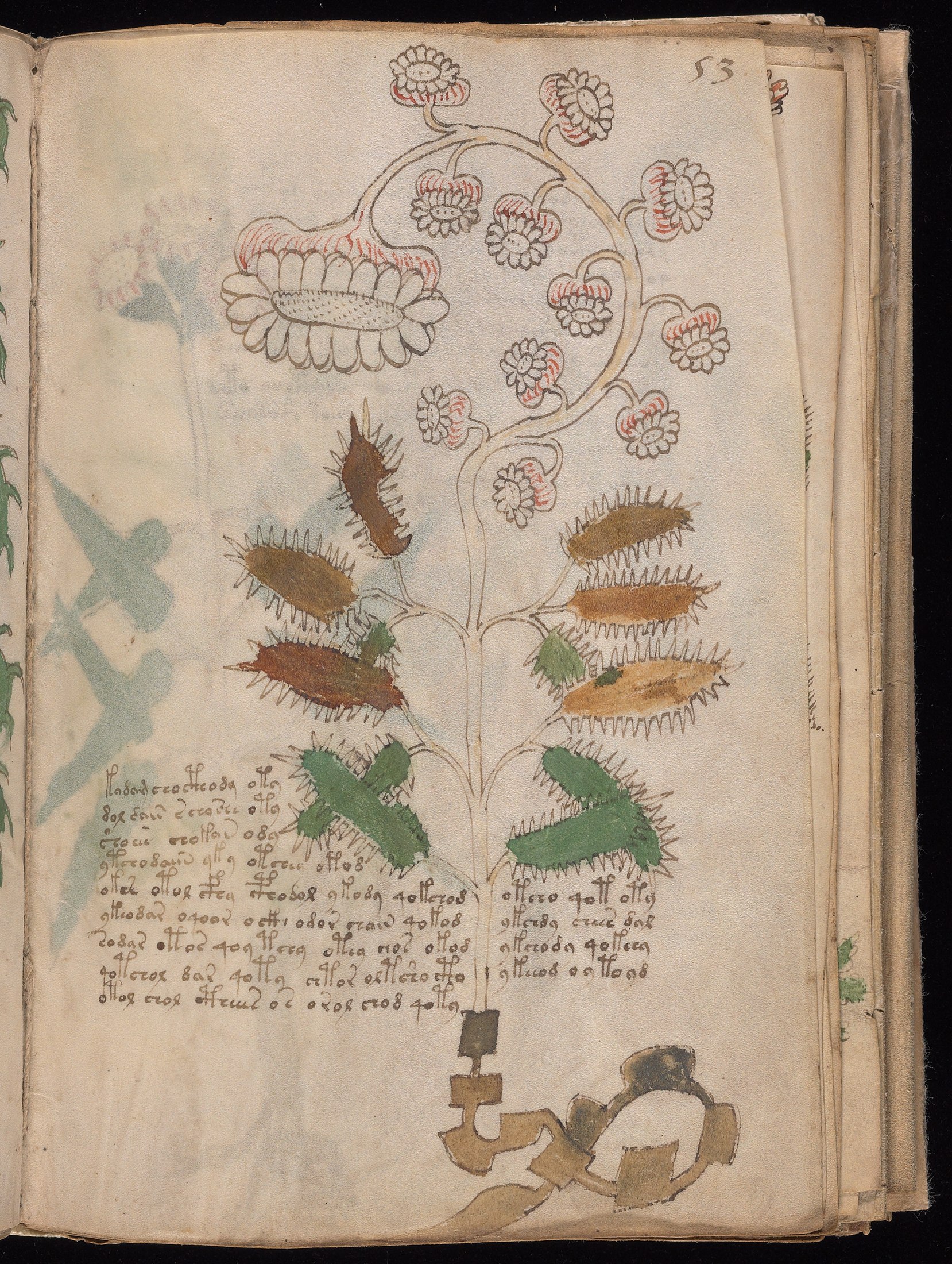 Yale manuscript view f053r