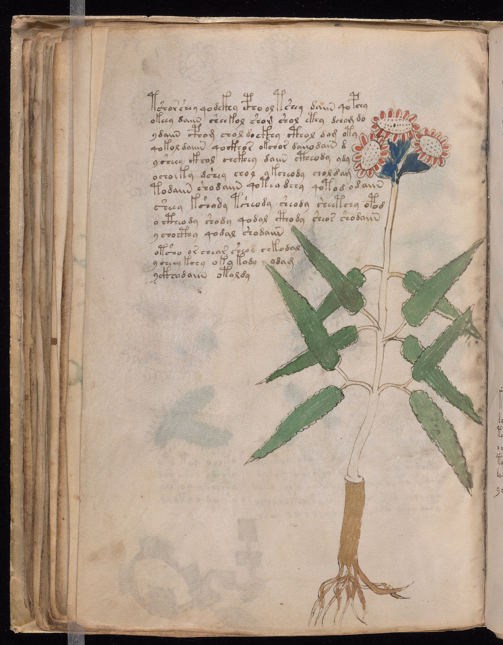 Yale manuscript view f053v