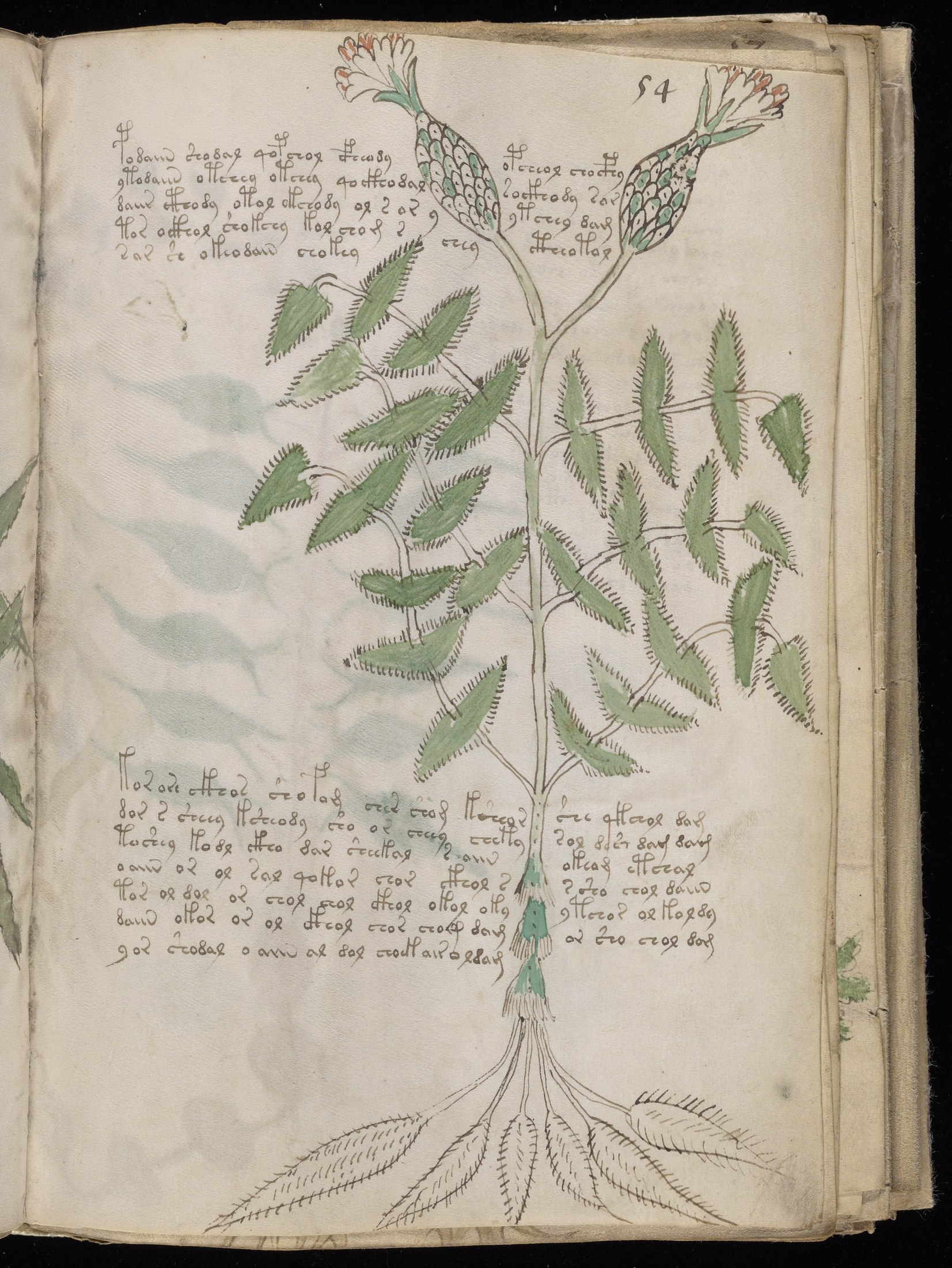 Yale manuscript view f054r