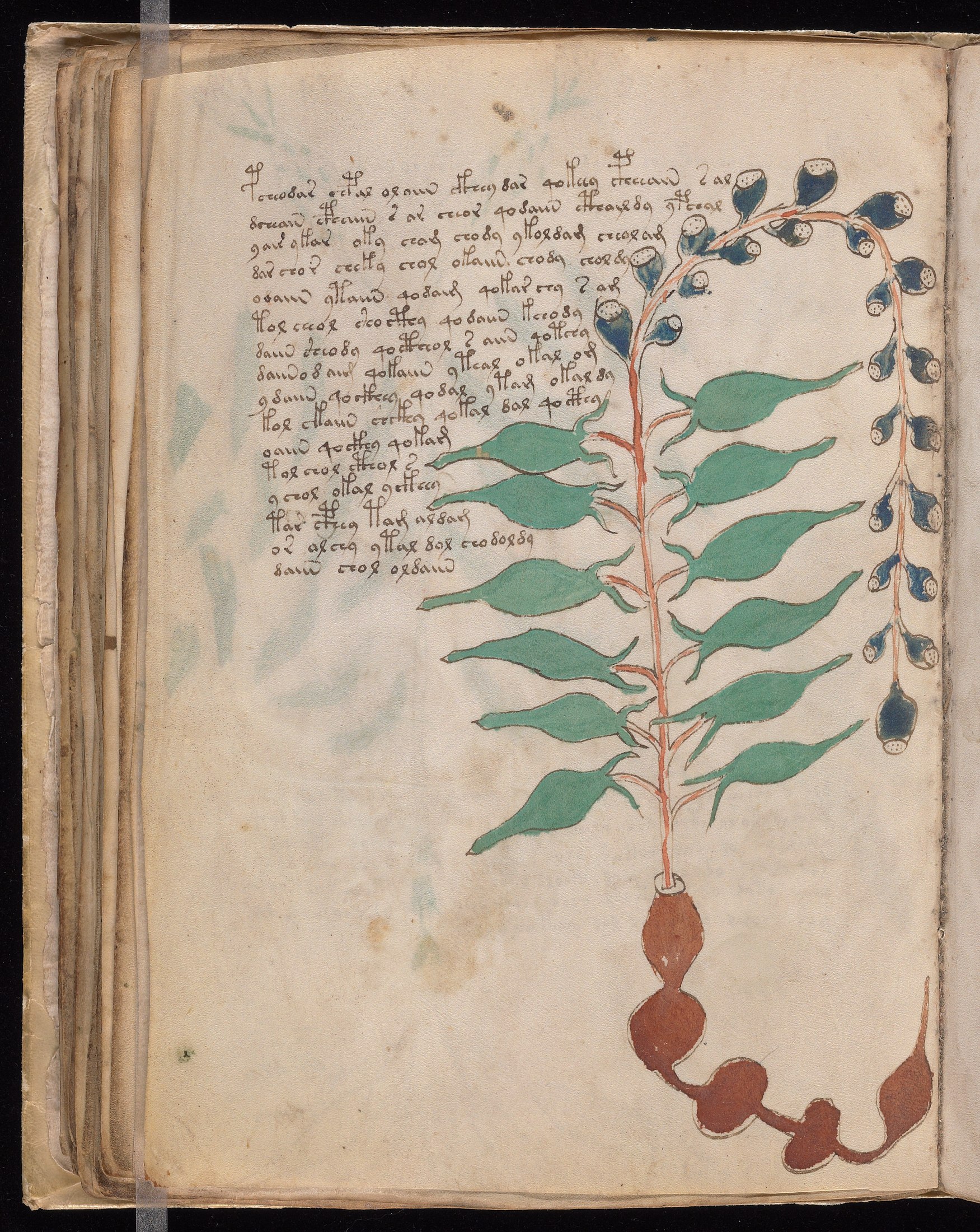 Yale manuscript view f054v