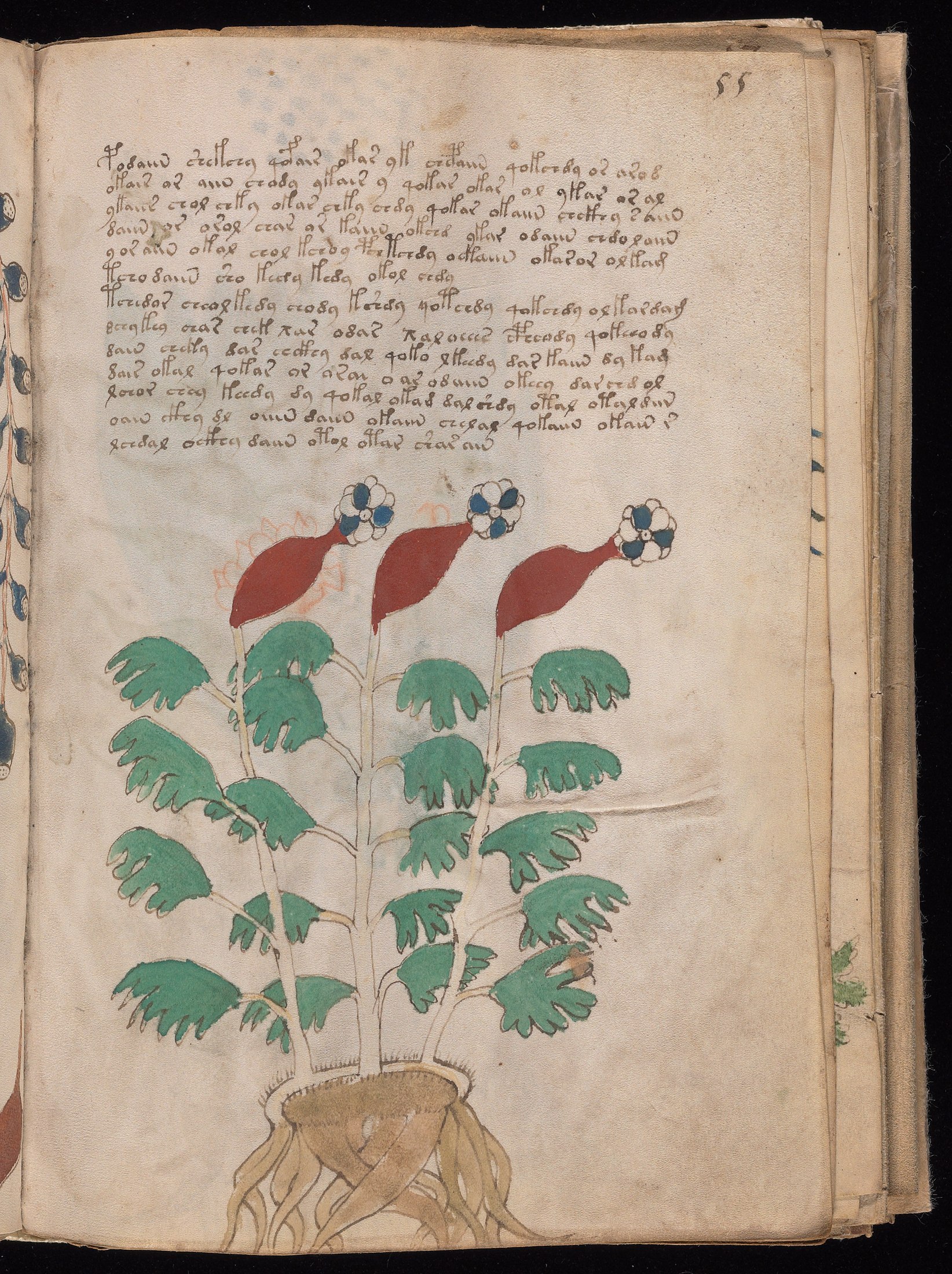 Yale manuscript view f055r