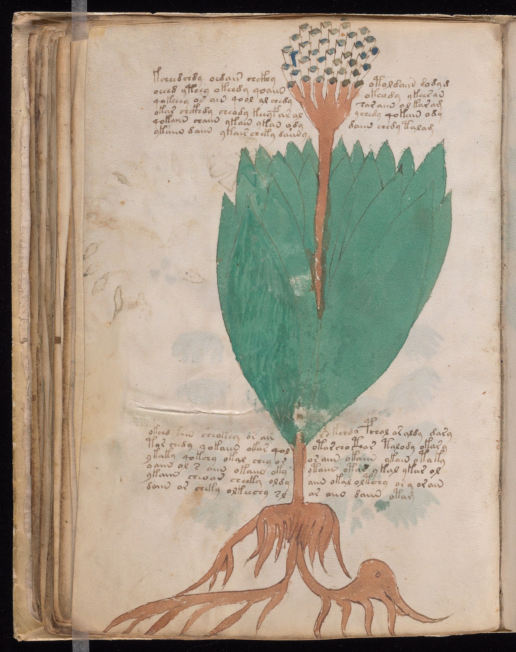 Yale manuscript view f055v