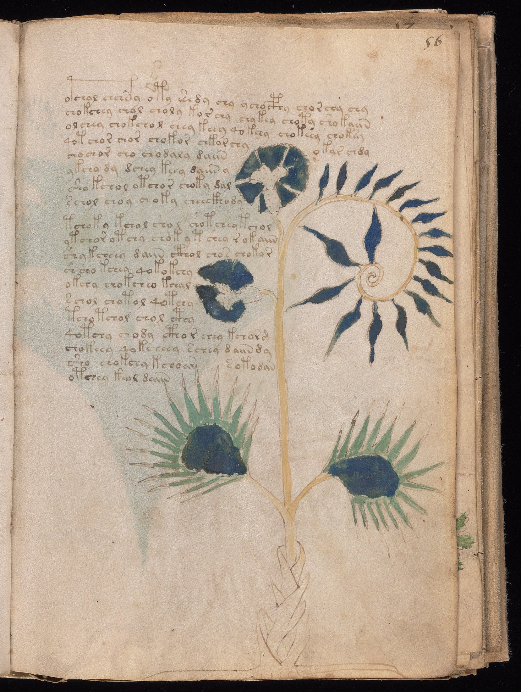 Yale manuscript view f056r