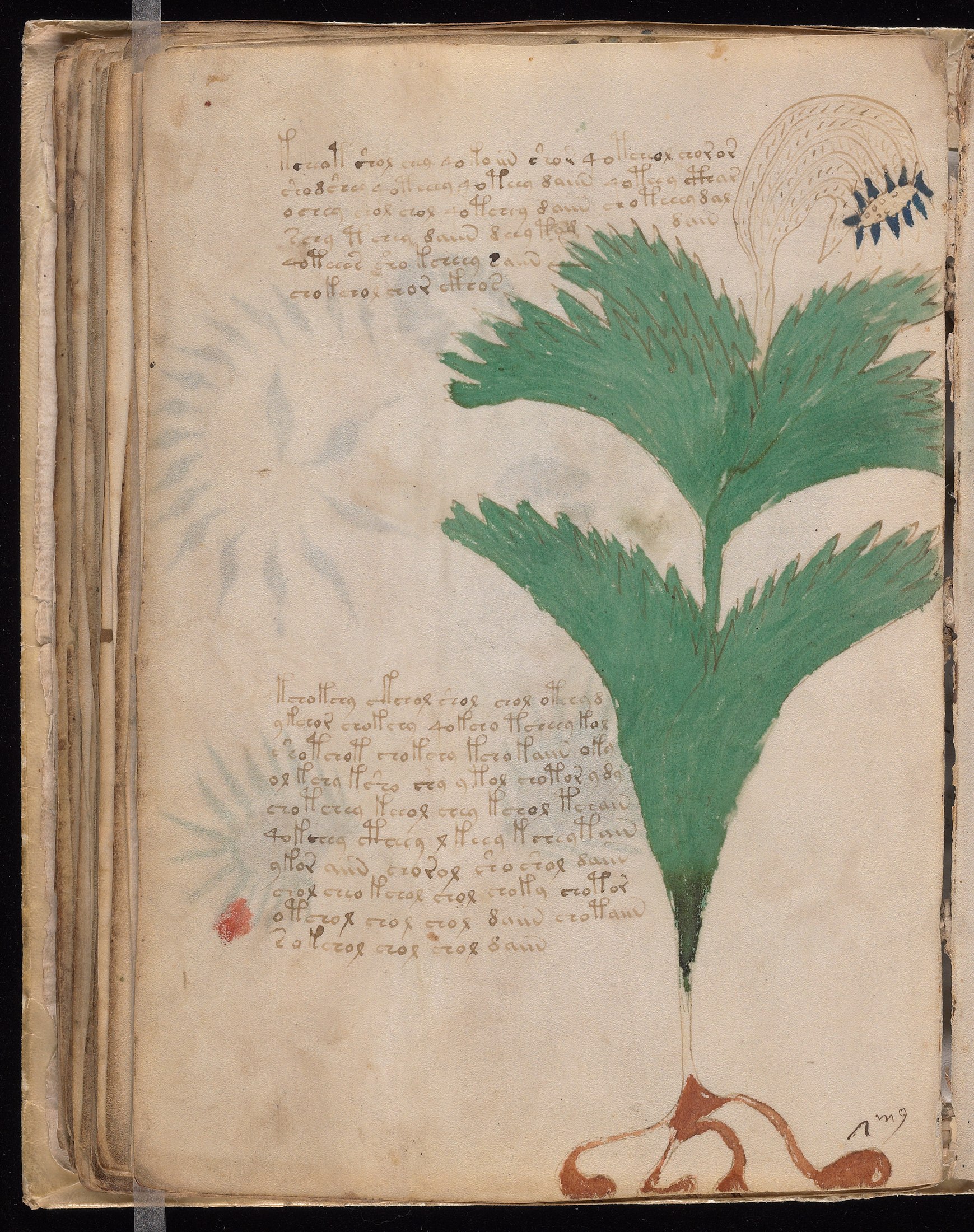 Yale manuscript view f056v