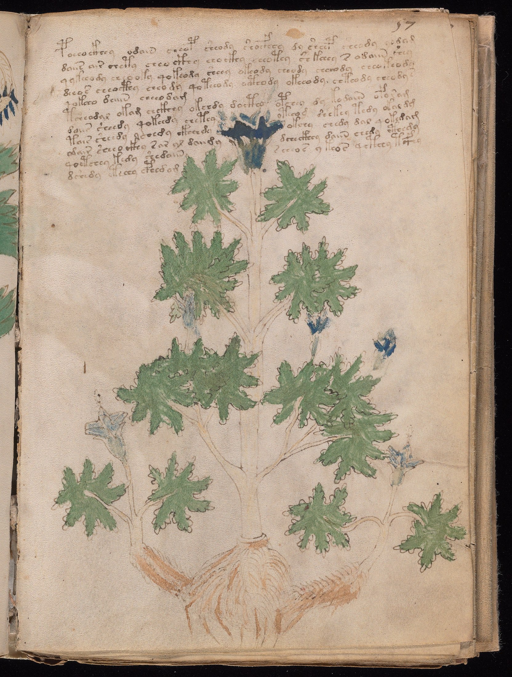 Yale manuscript view f057r