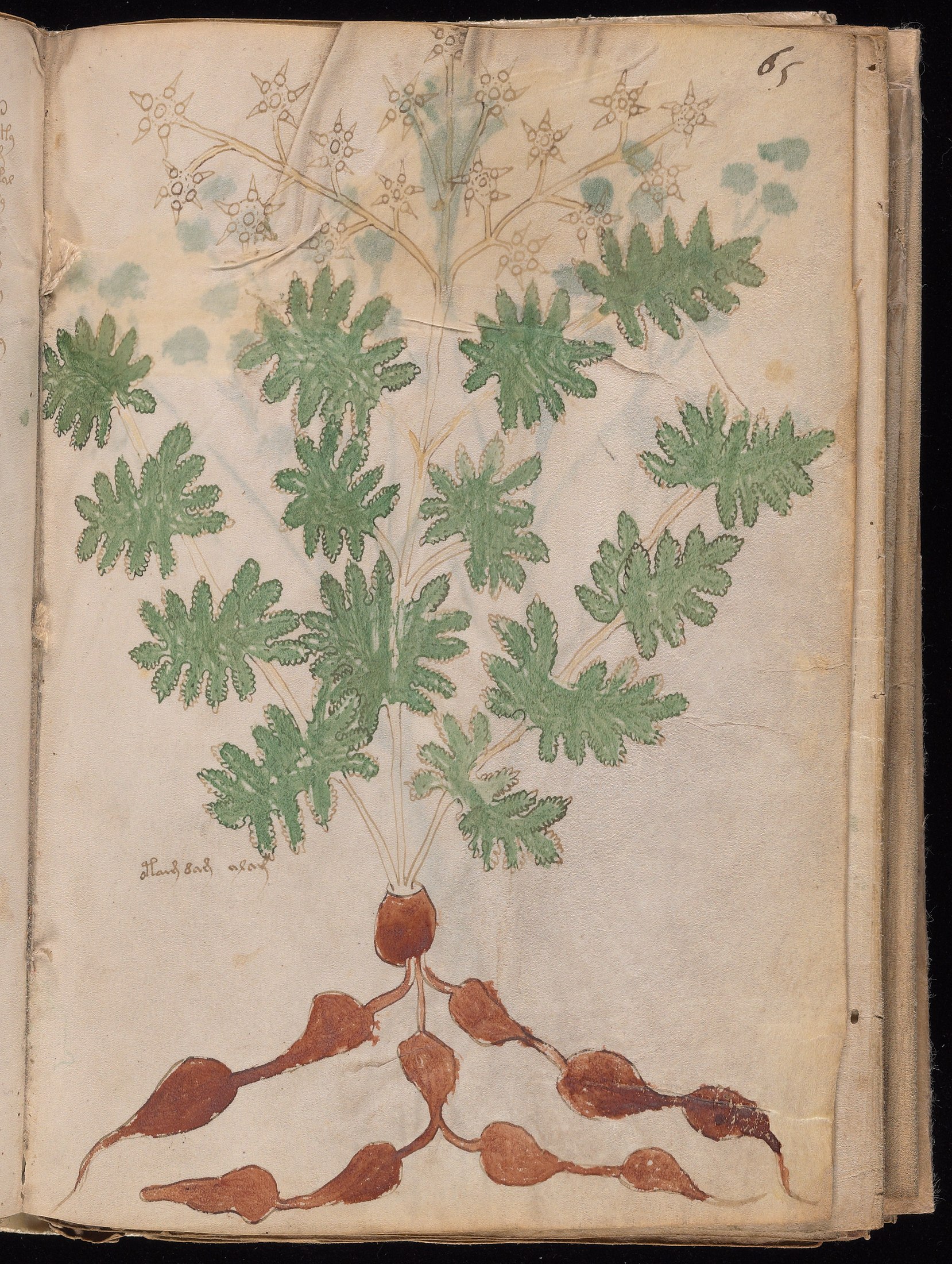 Yale manuscript view f065r