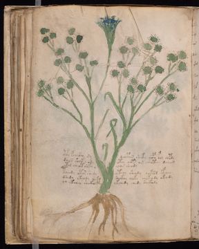 f065v