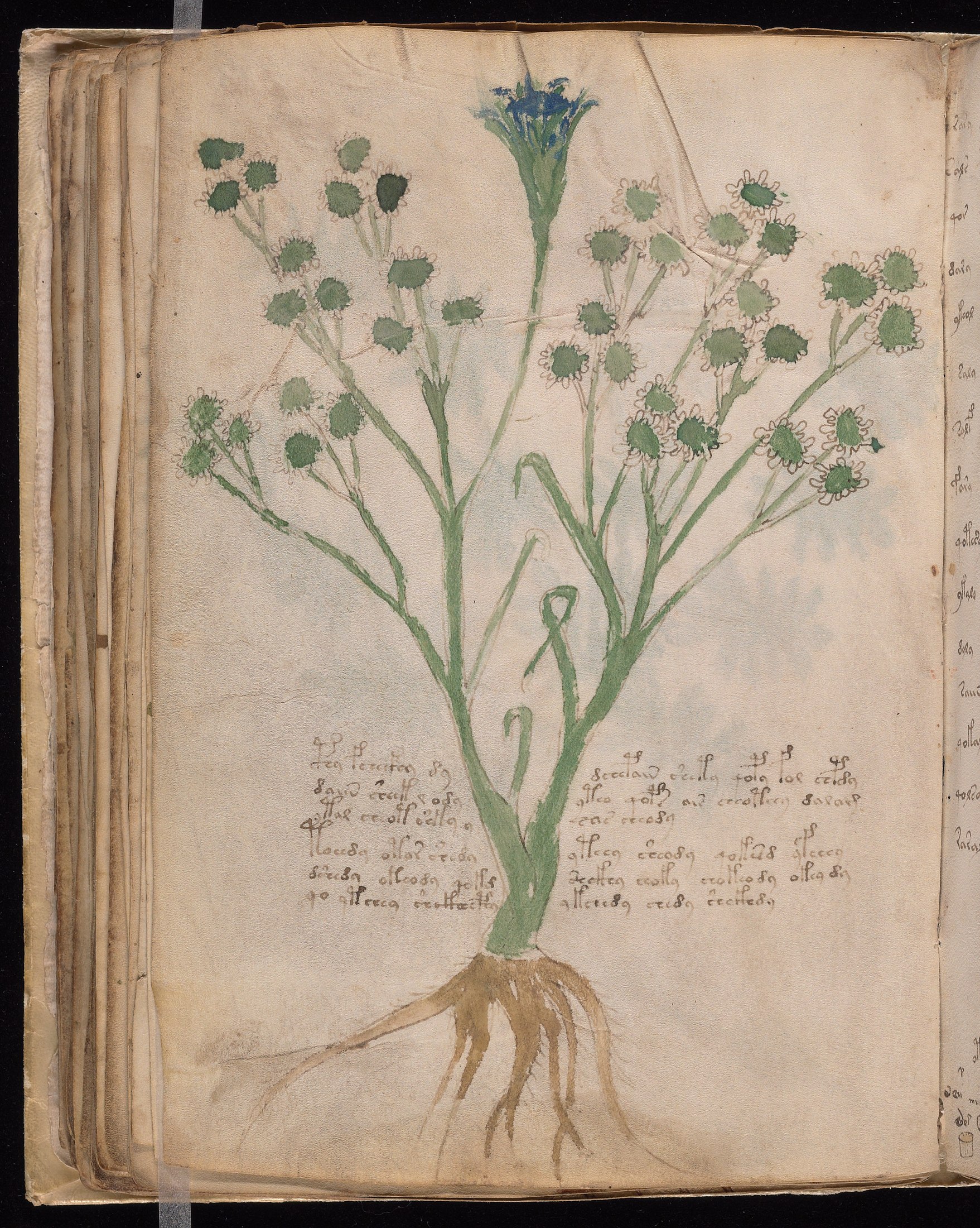 Yale manuscript view f065v
