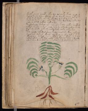 f066v