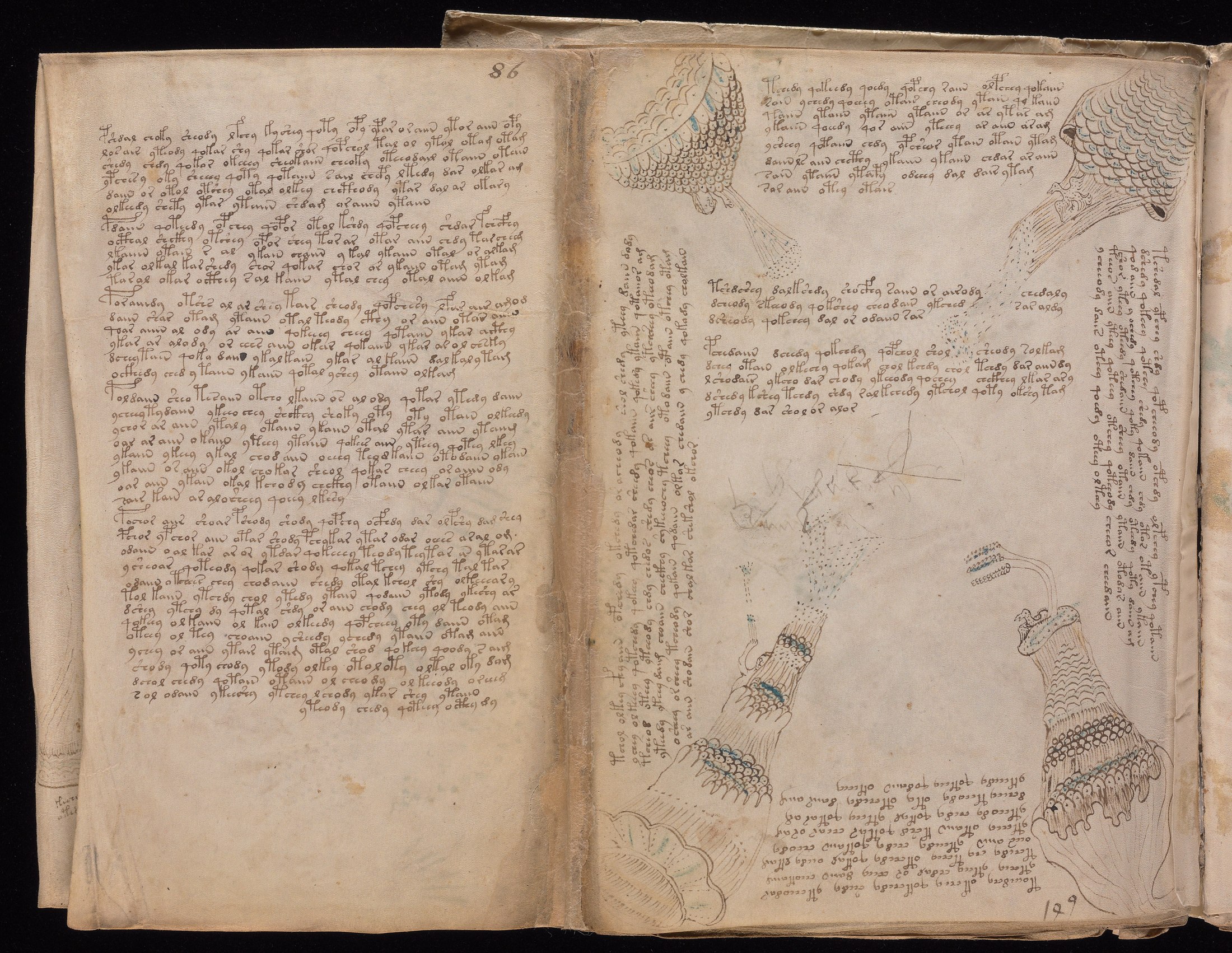 Yale manuscript view 86v (part) (part of 85-86 foldout)