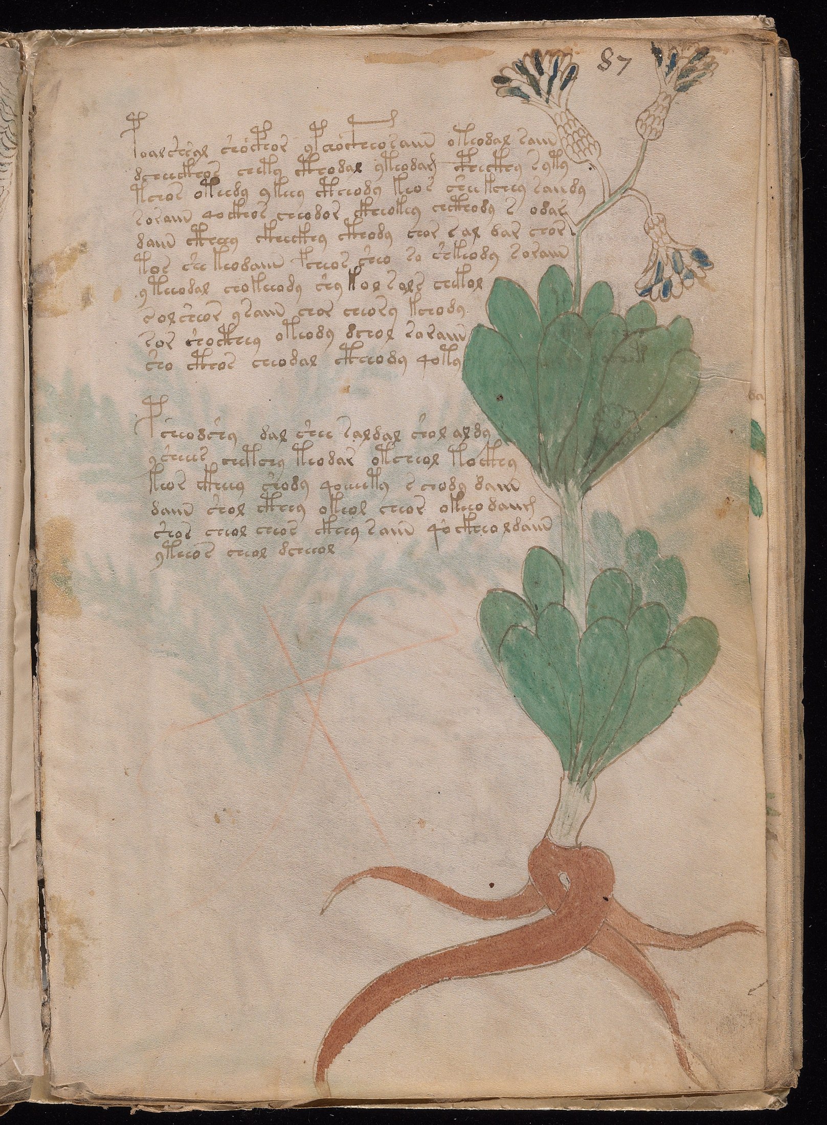 Yale manuscript view f087r
