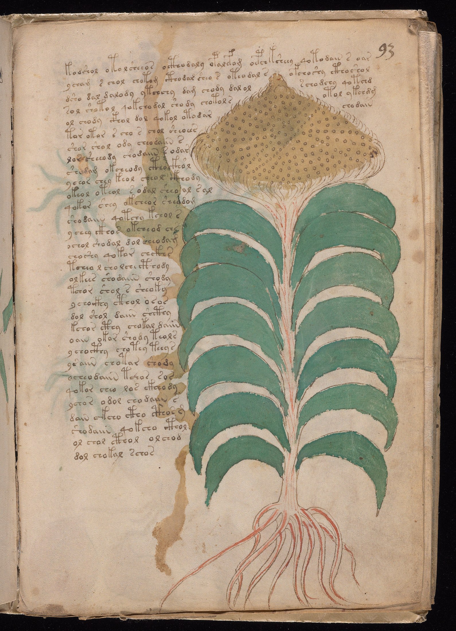 Yale manuscript view f093r