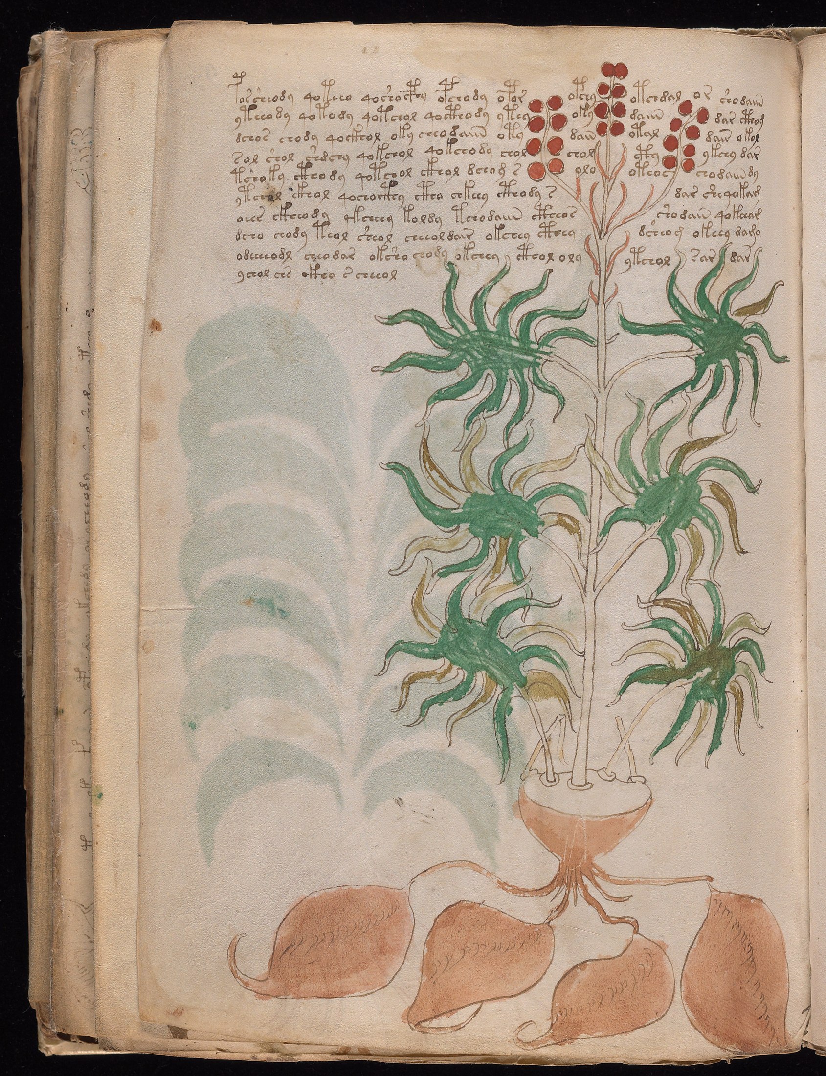 Yale manuscript view f093v