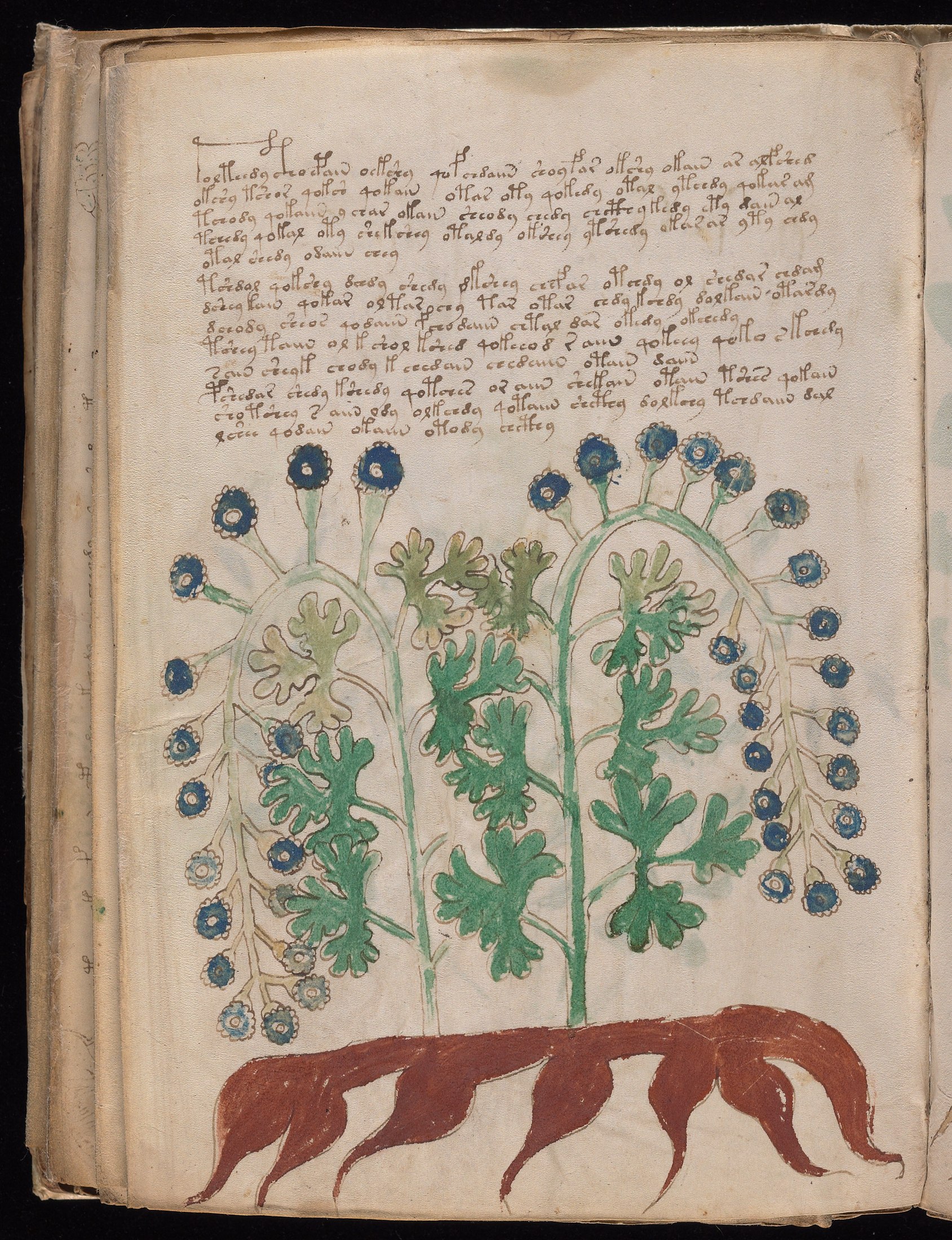 Yale manuscript view f095v