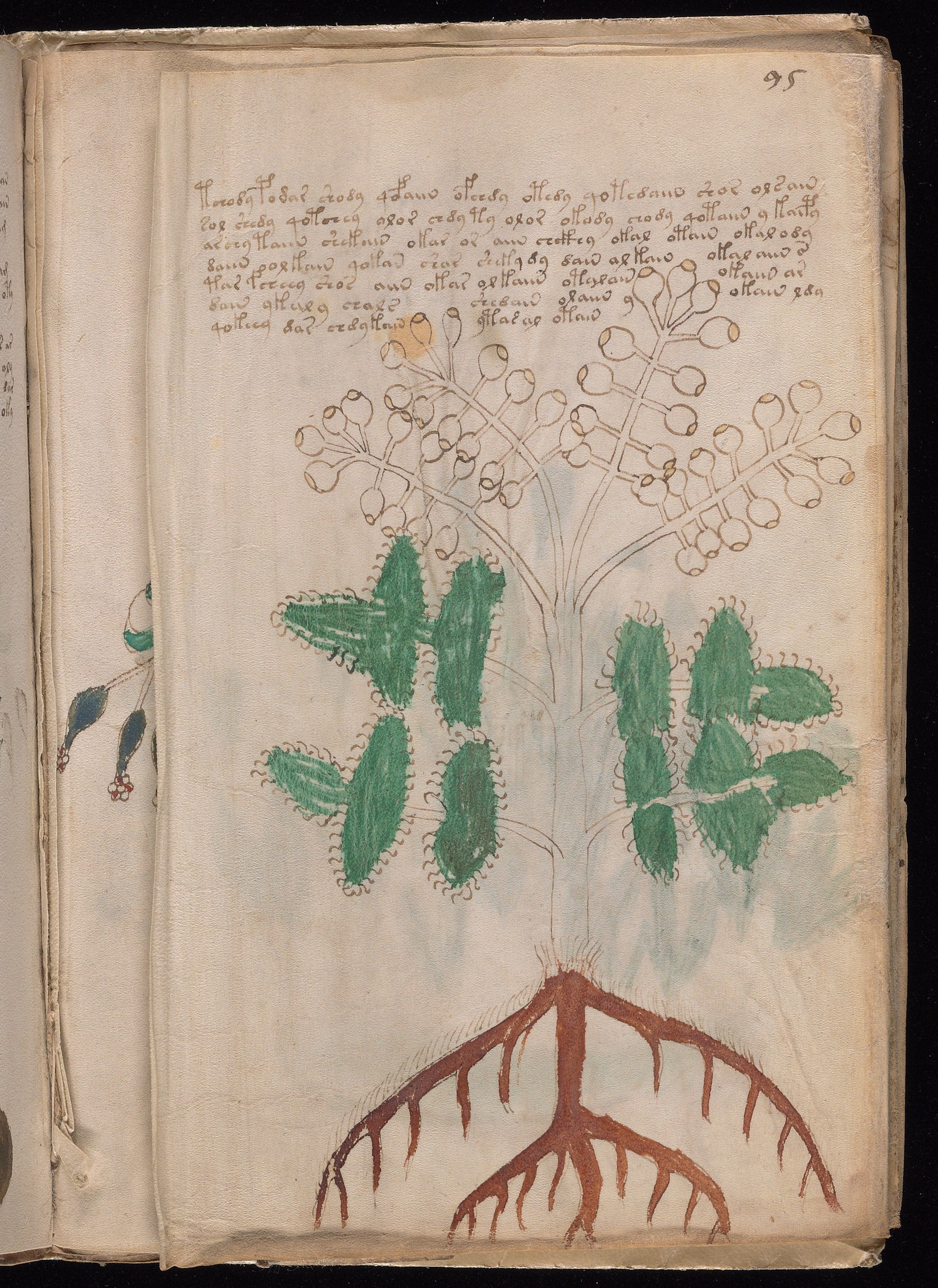 Yale manuscript view 95v (part)