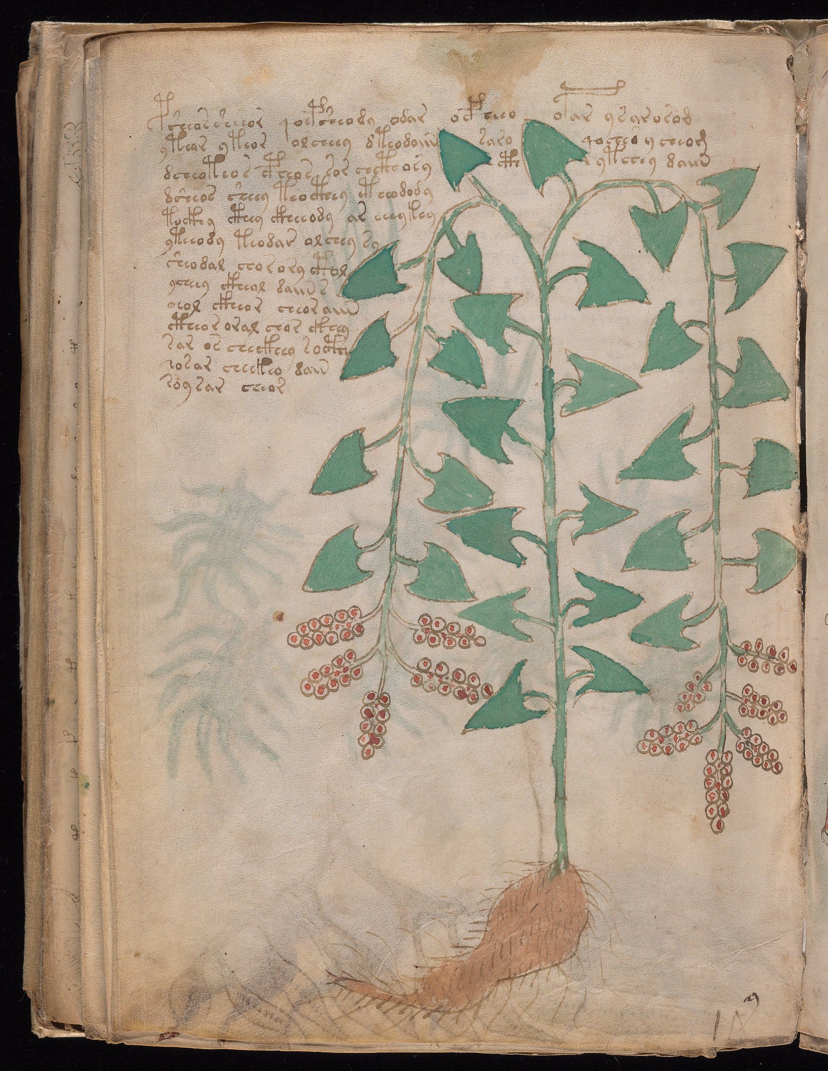 Yale manuscript view f096v