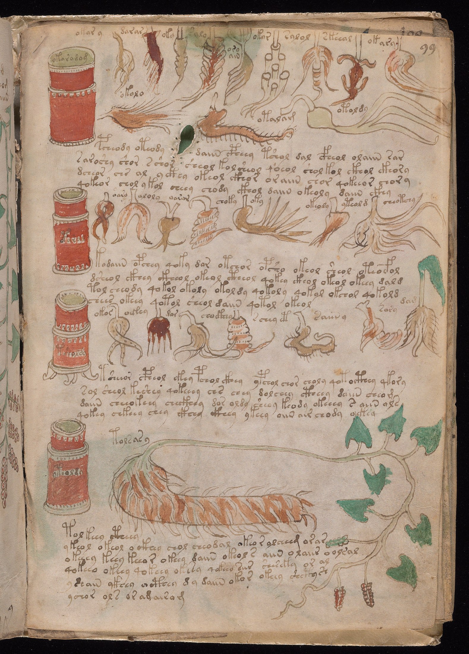 Yale manuscript view f099r